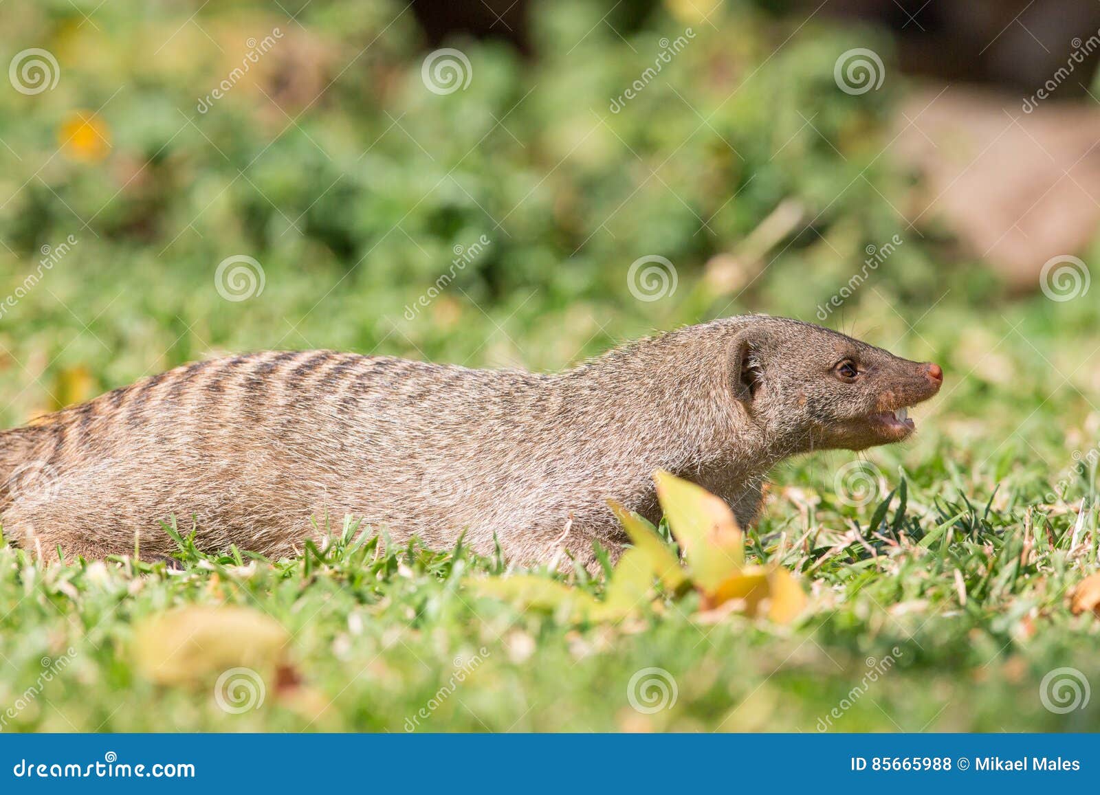 Mangouste Stock Photos Royalty Free Images