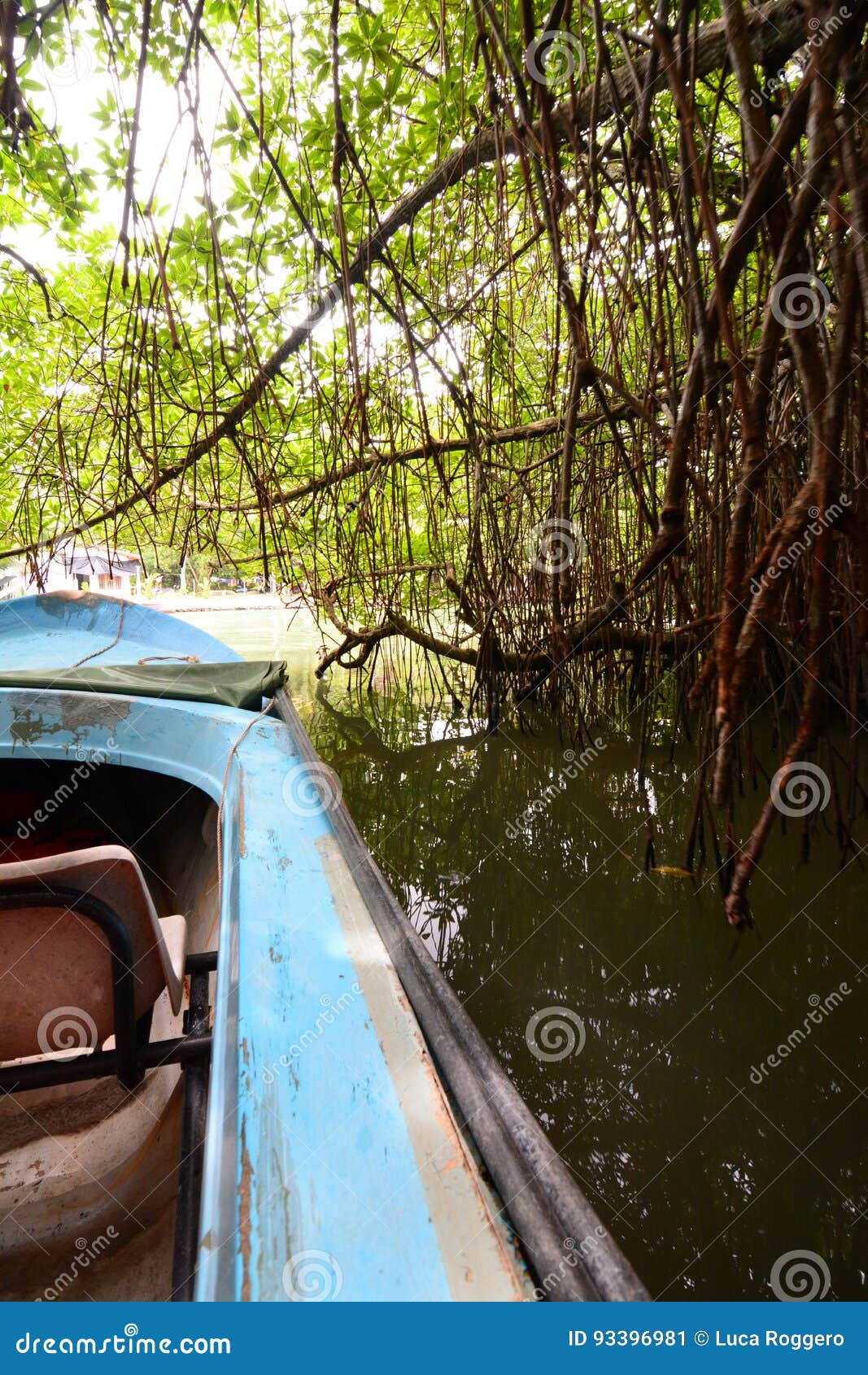 mangroovy boat riding. madu ganga wetlands. balapitiya. sri lanka