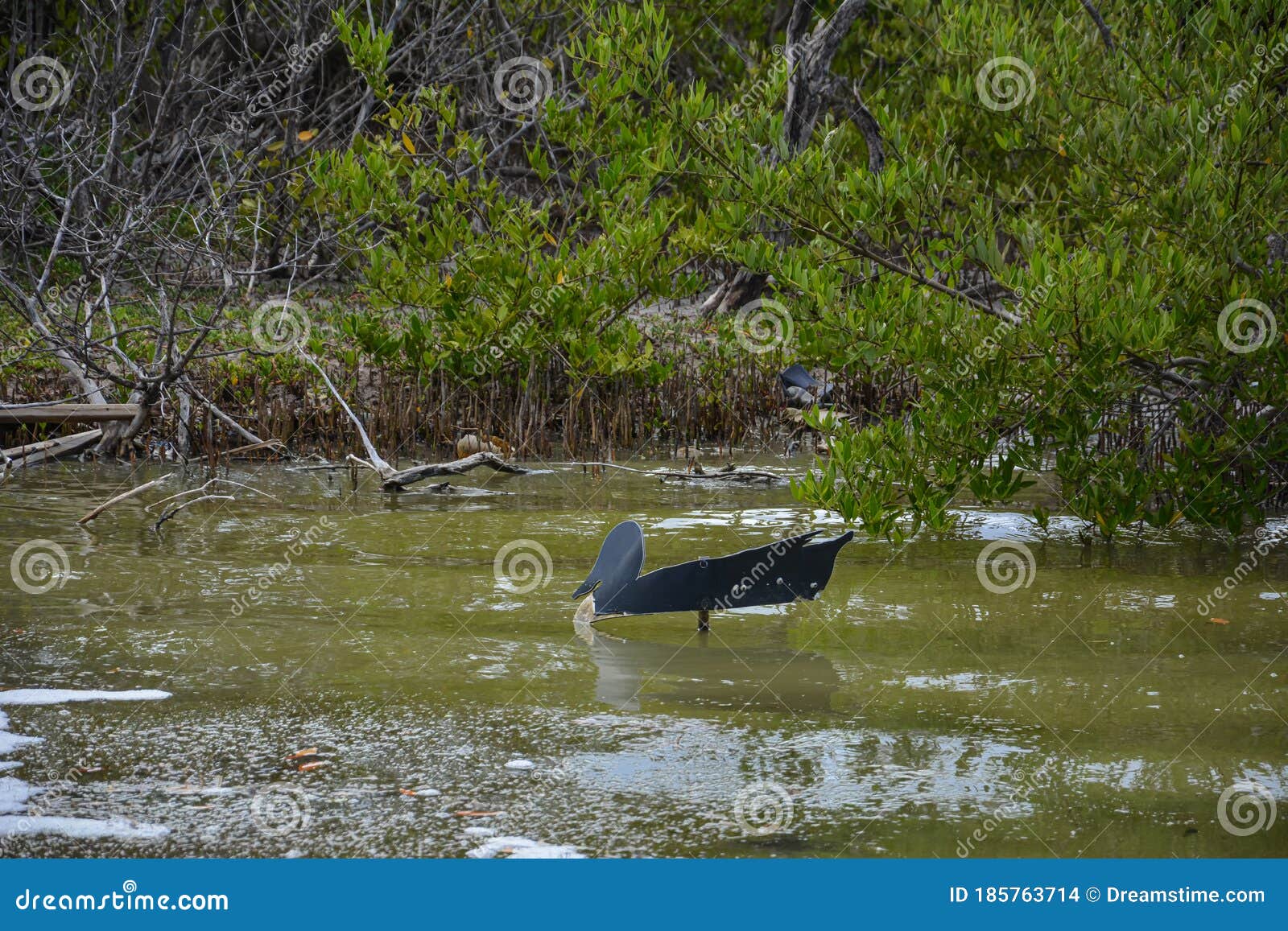 mangrove branches stick out of dirty green water with foam