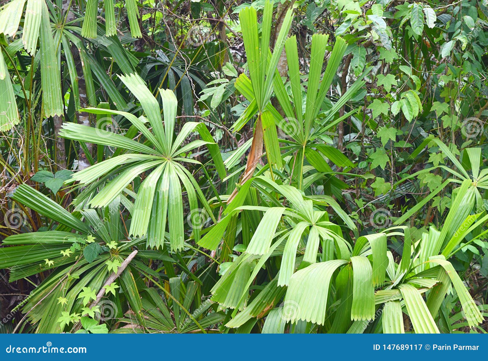 Mangrove Fan Palm Or Good Luck Palm Licuala Spinoa From Arecaceae Family Flora And Forest In Andaman Nicobar Islands India Stock Image Image Of Ecology Circular
