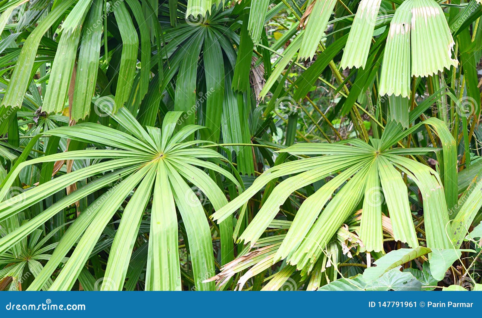 Mangrove Fan Palm Or Good Luck Palm Licuala Spinoa From Arecaceae Family Flora And Forest In Andaman Nicobar Islands India Stock Image Image Of Licuala Family