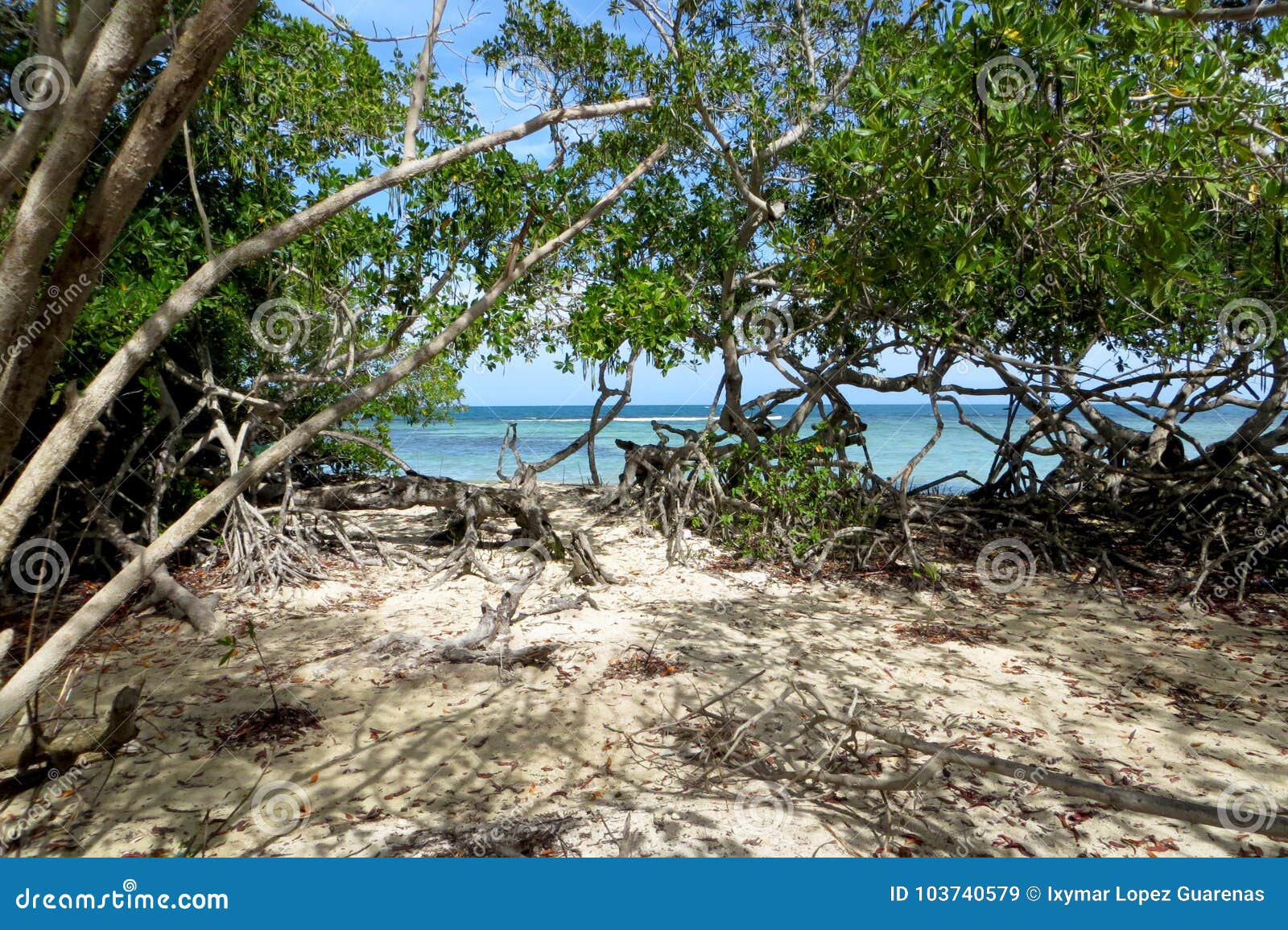 blue beach surrounded by a forest