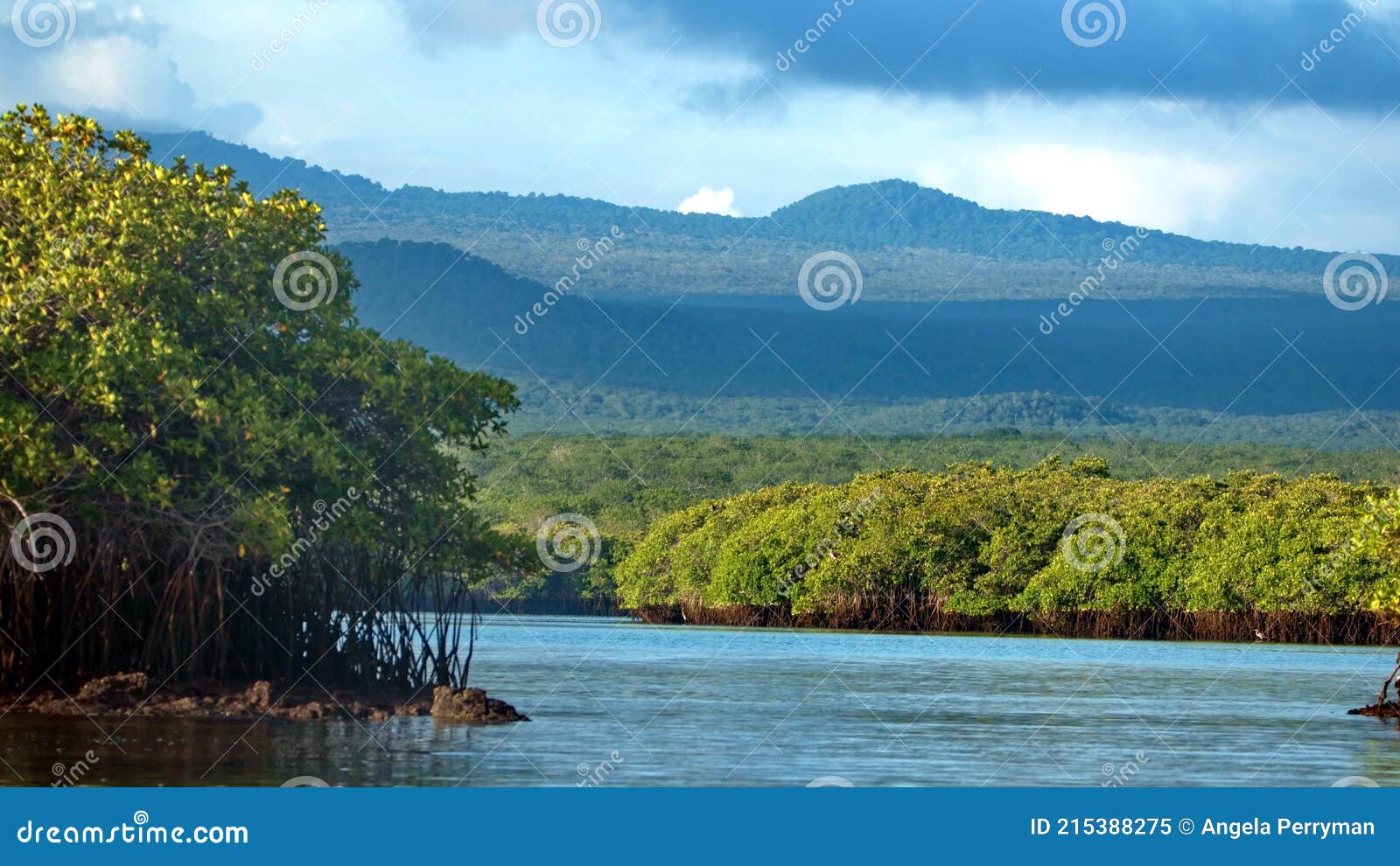 mangrove forest in the galapagos islands