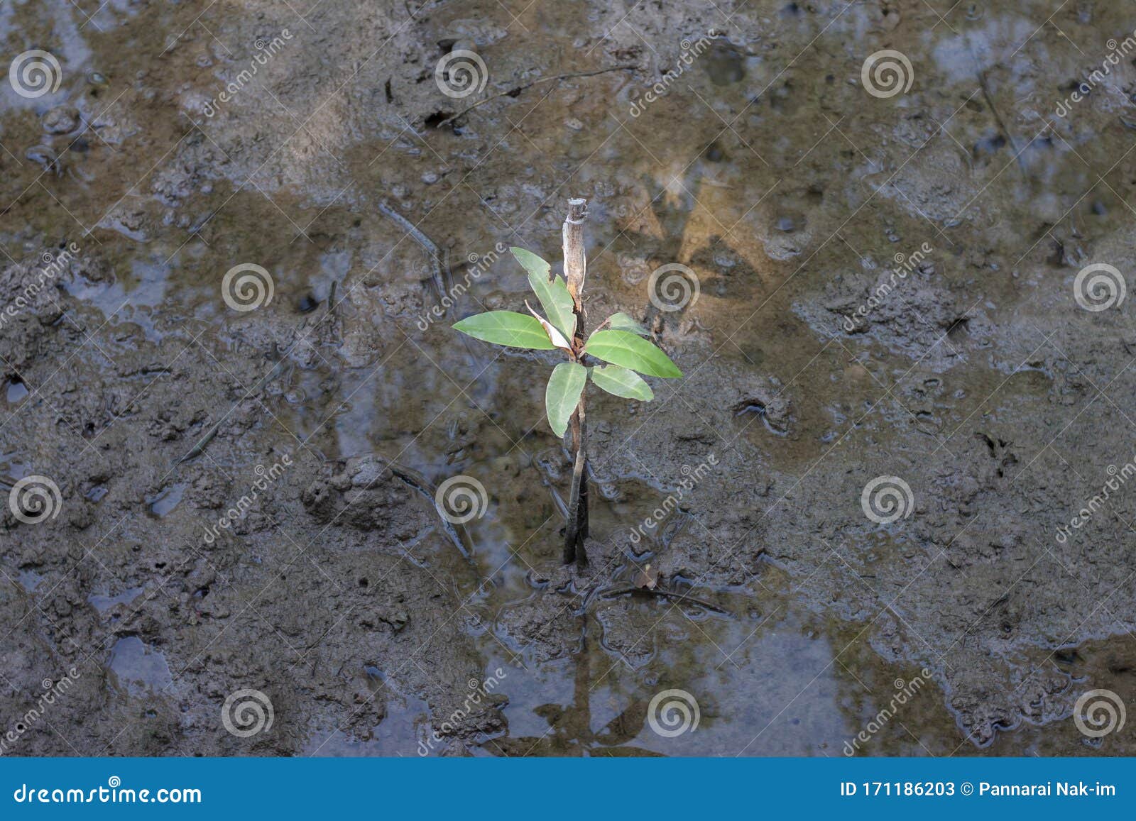 mangrove forest or intertidal forest seedlings help slow down the occurrence of global warming.