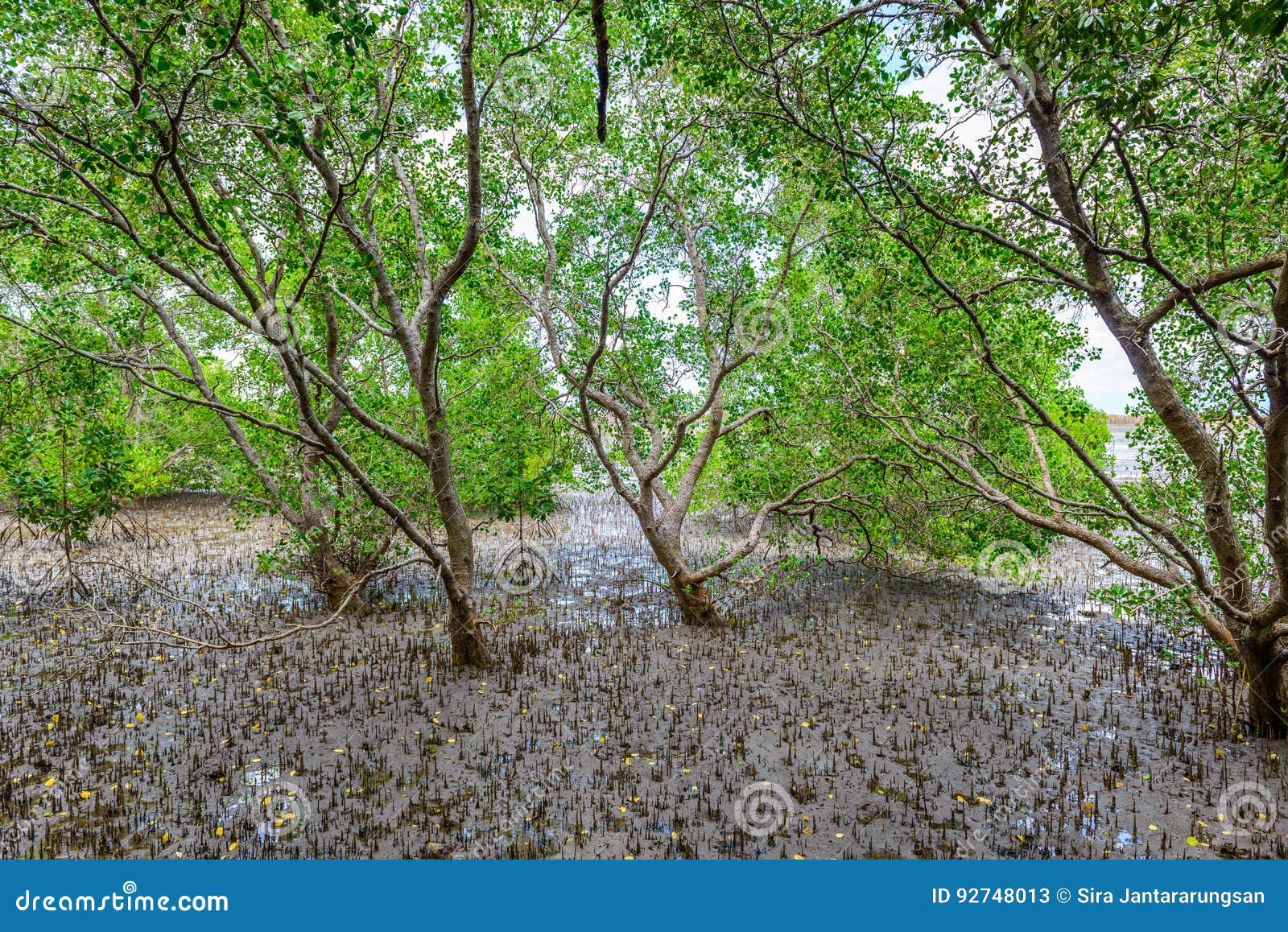 mangrove forest at nature preserve and forestklaeng at prasae,