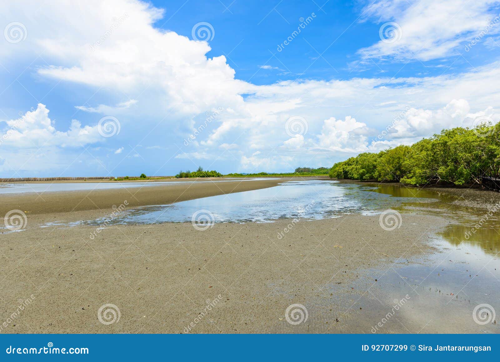 mangrove forest at nature preserve and forestklaeng at prasae,
