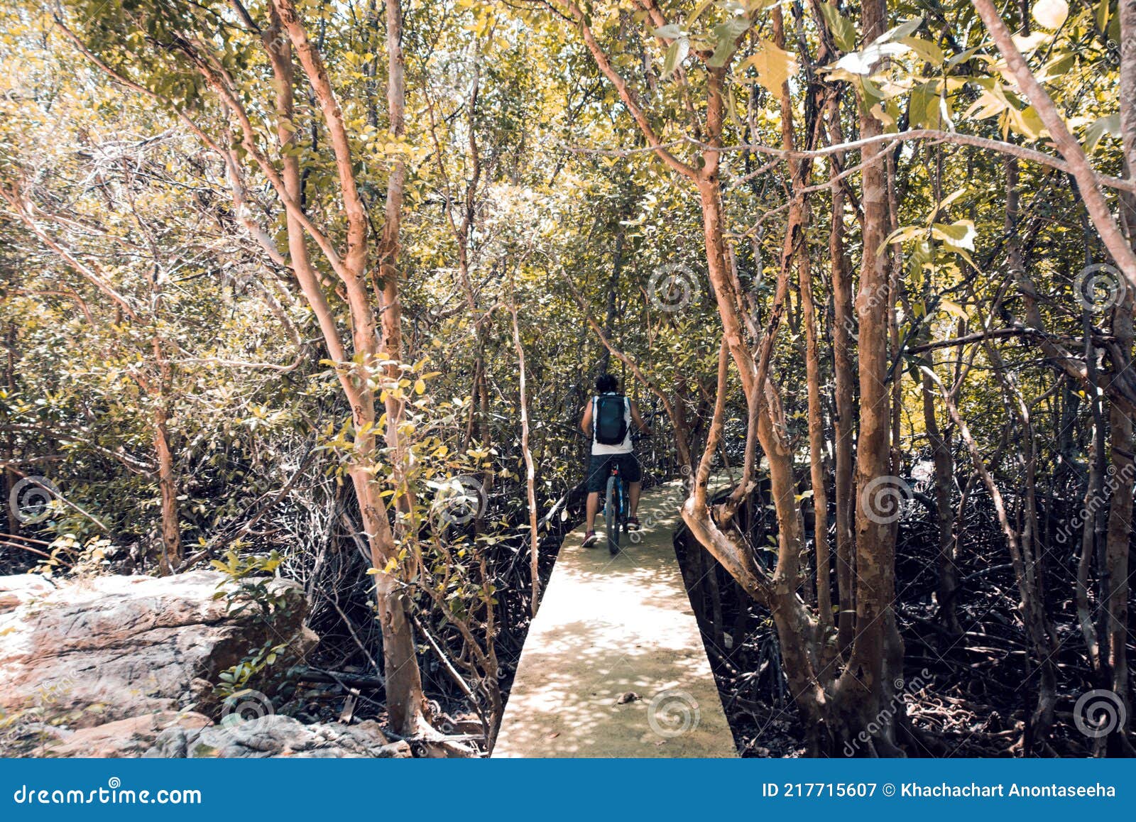 Mangrove Forest Nature Trail On Koh Tan A Quiet Small Island Close To