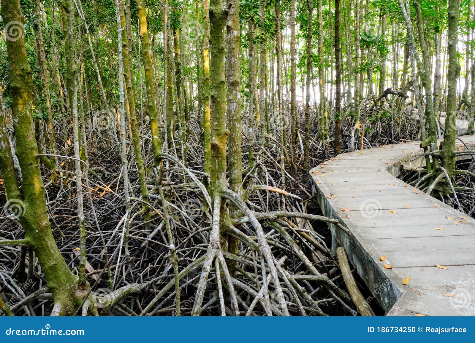 Mangrove Forest Tree Near Sea Wooden Walk Path Way For Tourism Fresh