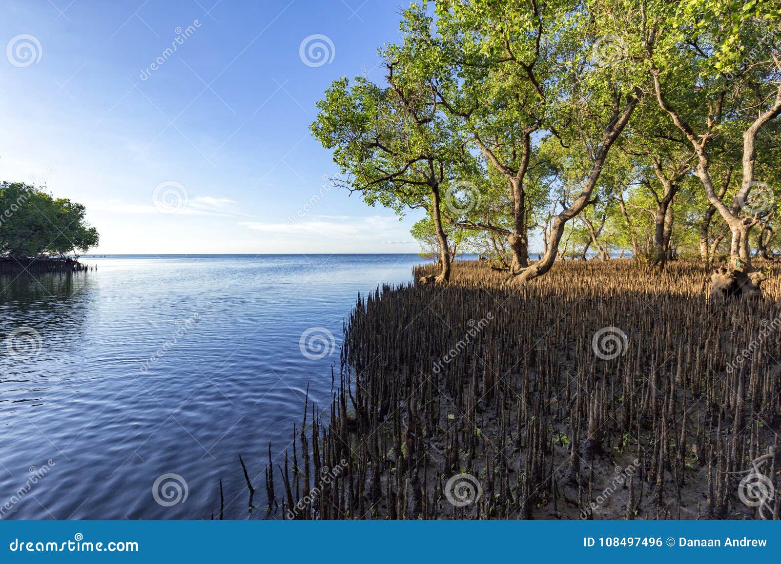 mangrove forests in maumere, flores