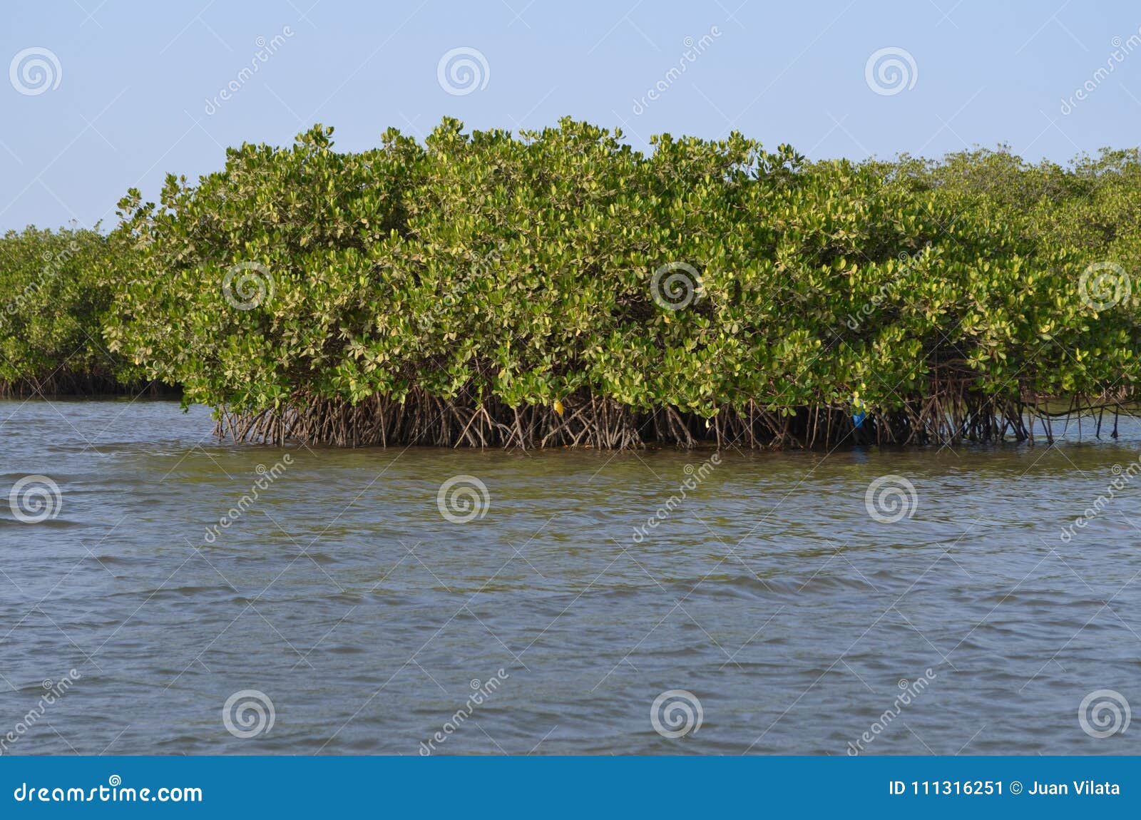 mangrove forests in the saloum river delta area, senegal, west africa