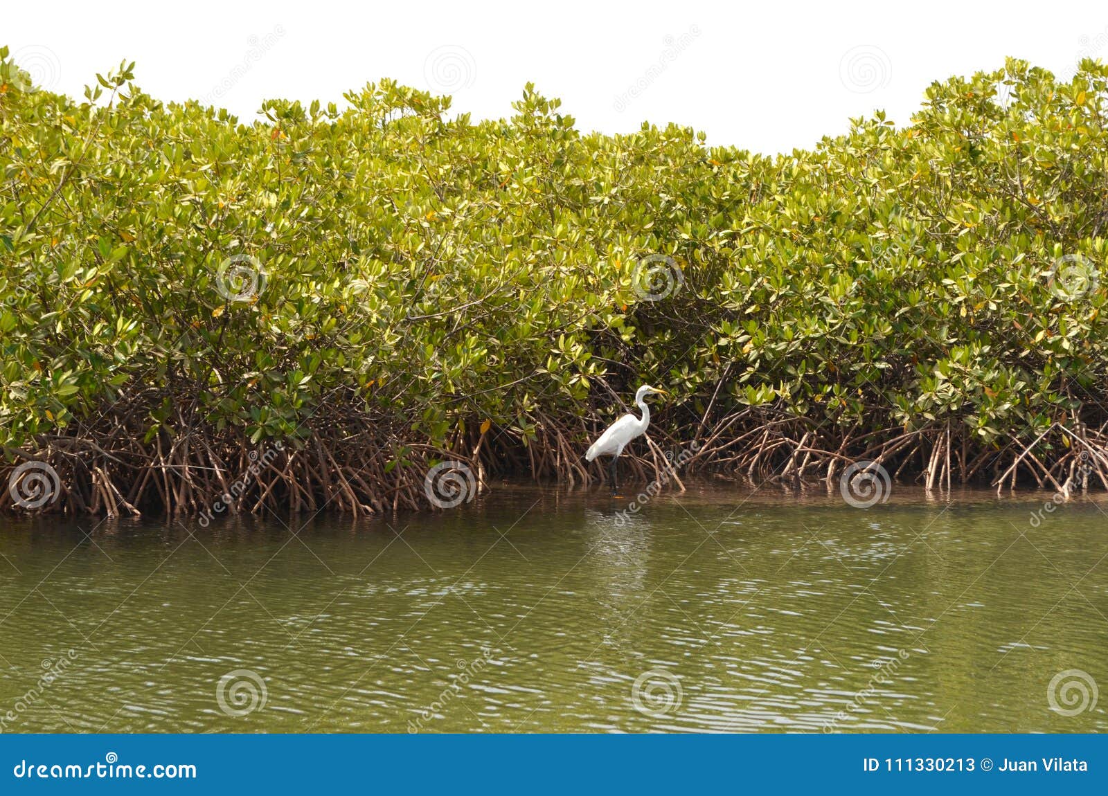 mangrove forests in the saloum river delta area, senegal, west africa