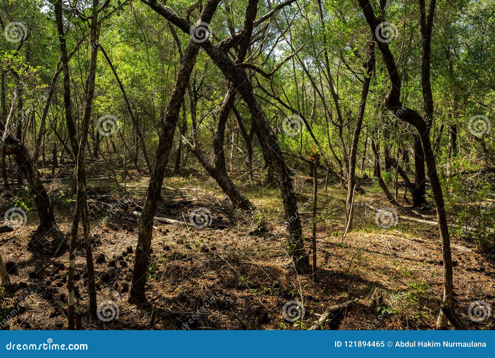 Mangrove gröna Karimun Jawa. En sikt från vägen av spårningmangroven på karimunjawaen, indonesia