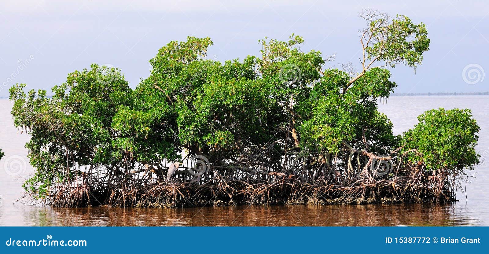 mangrove island
