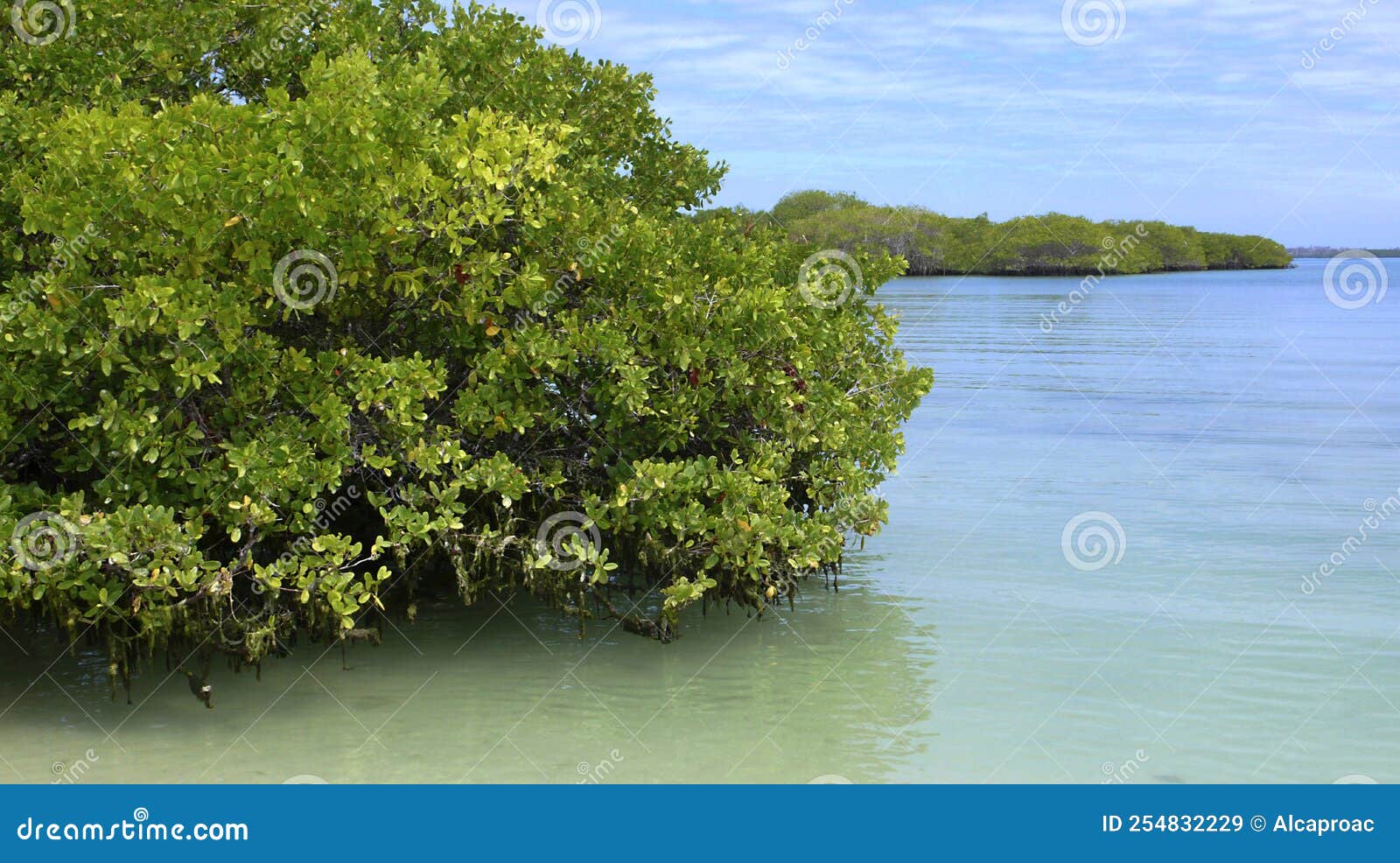 mangrove, galÃÂ¡pagos national park, ecuador