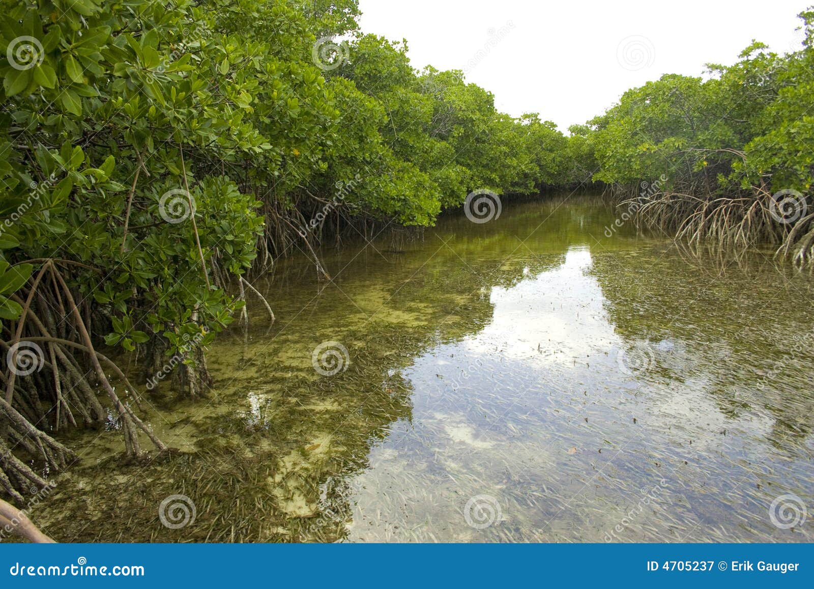 mangrove river