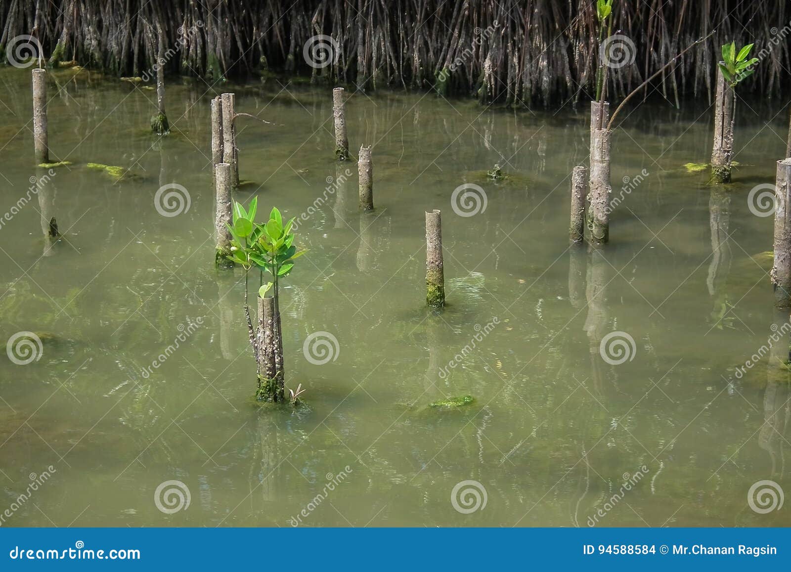 Mangrove sapling stock photo. Image of seedling, lake 94588584
