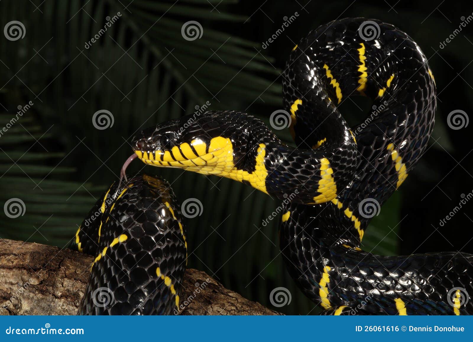 mangrove snake escape mangrove snake escape