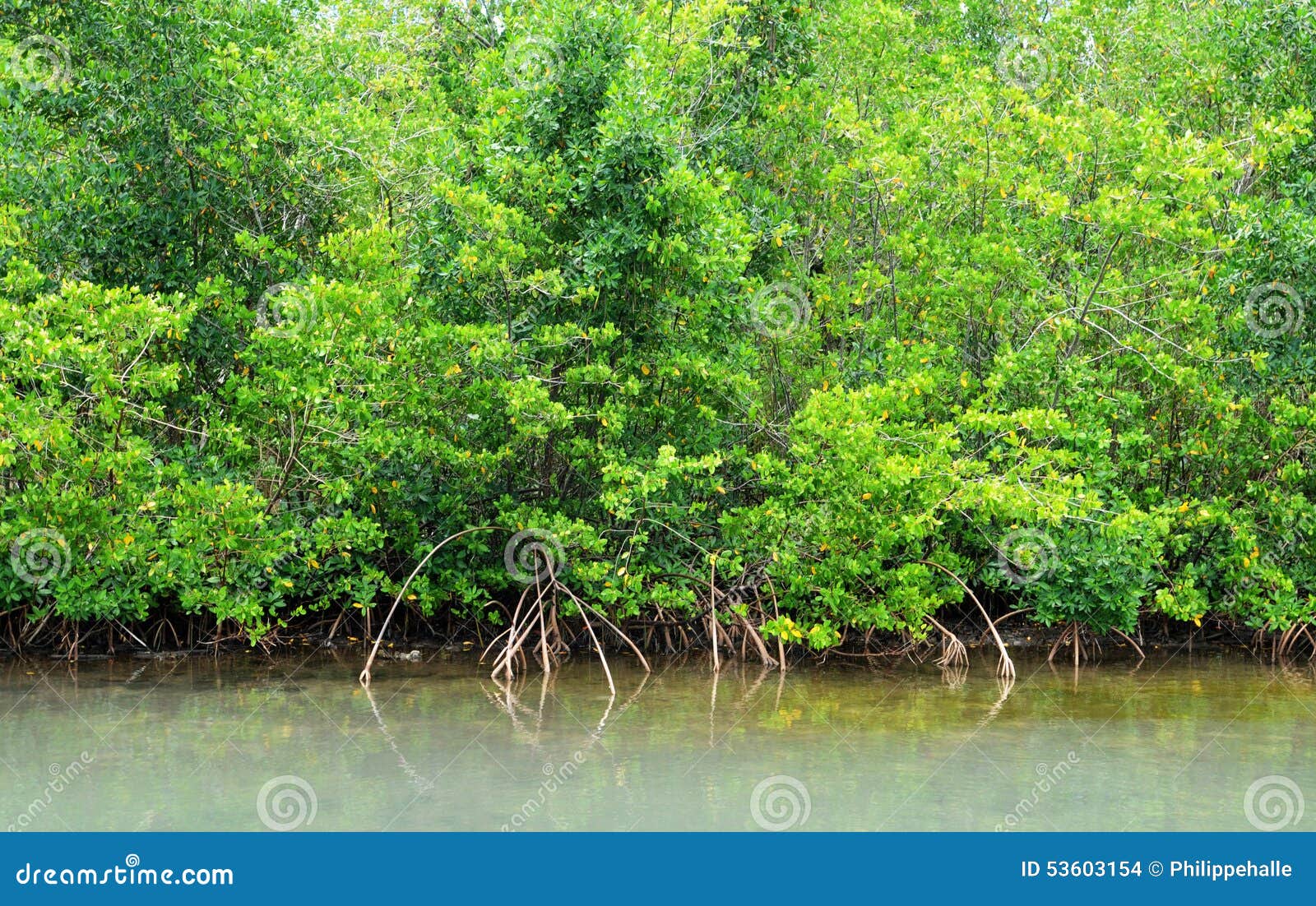mangrove swamp in petit canal in guadeloupe
