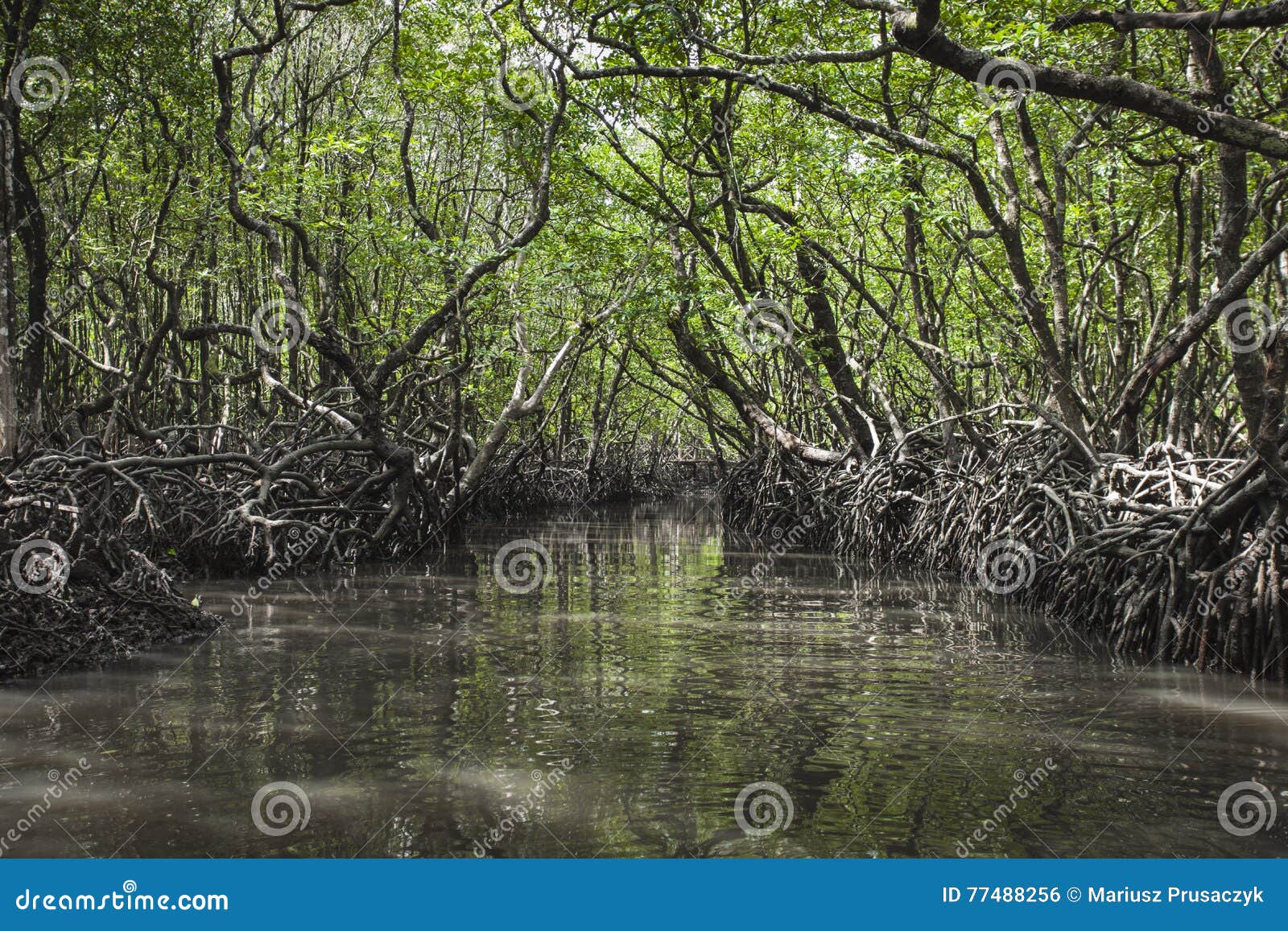 Mangrove Tree At Havelock Island Andaman And Nicobar India Stock