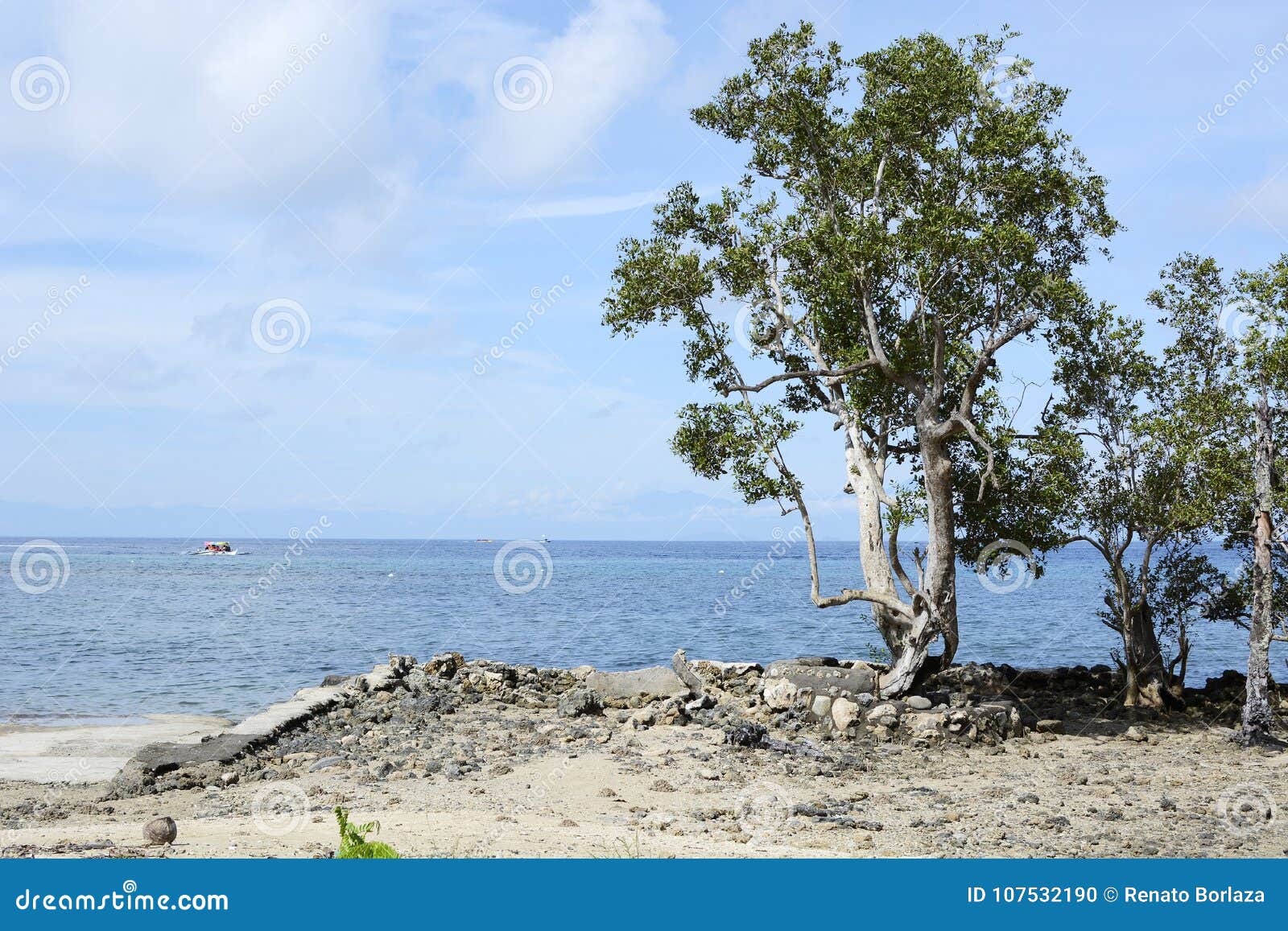 mangrove tree naturally grow on white sand beach