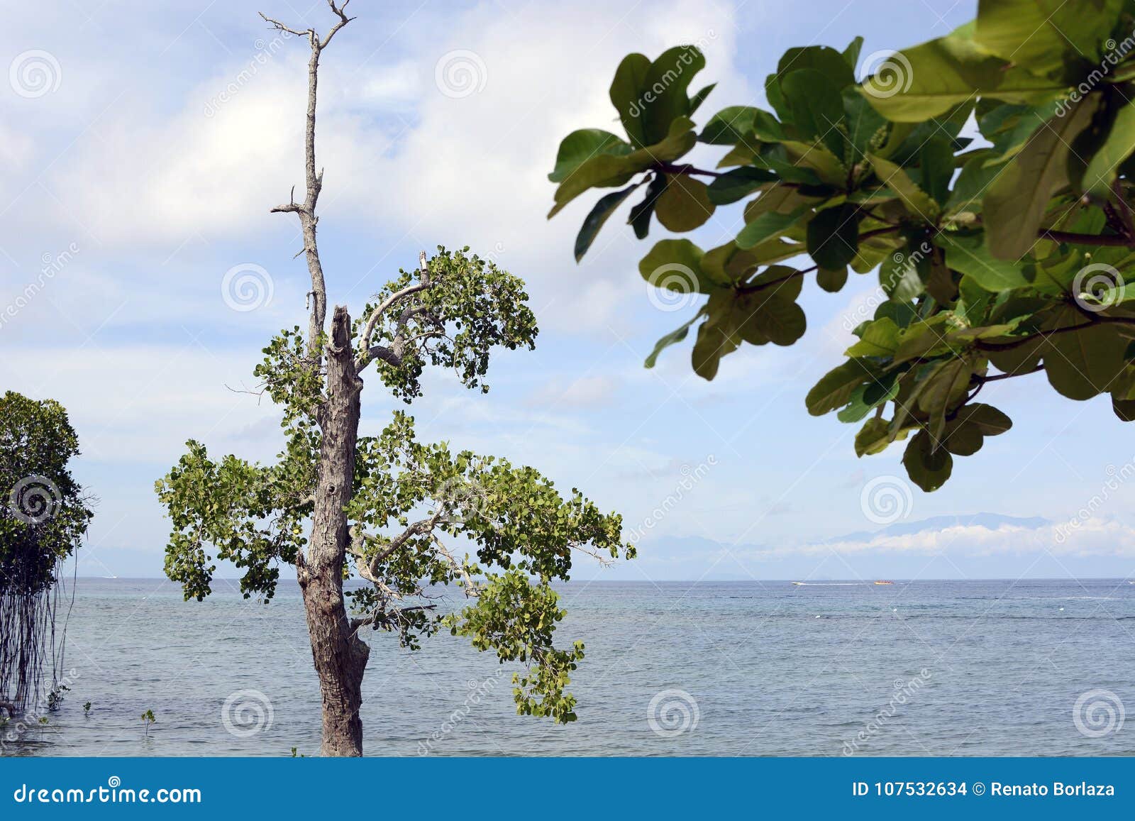 mangrove tree naturally grow on white sand beach