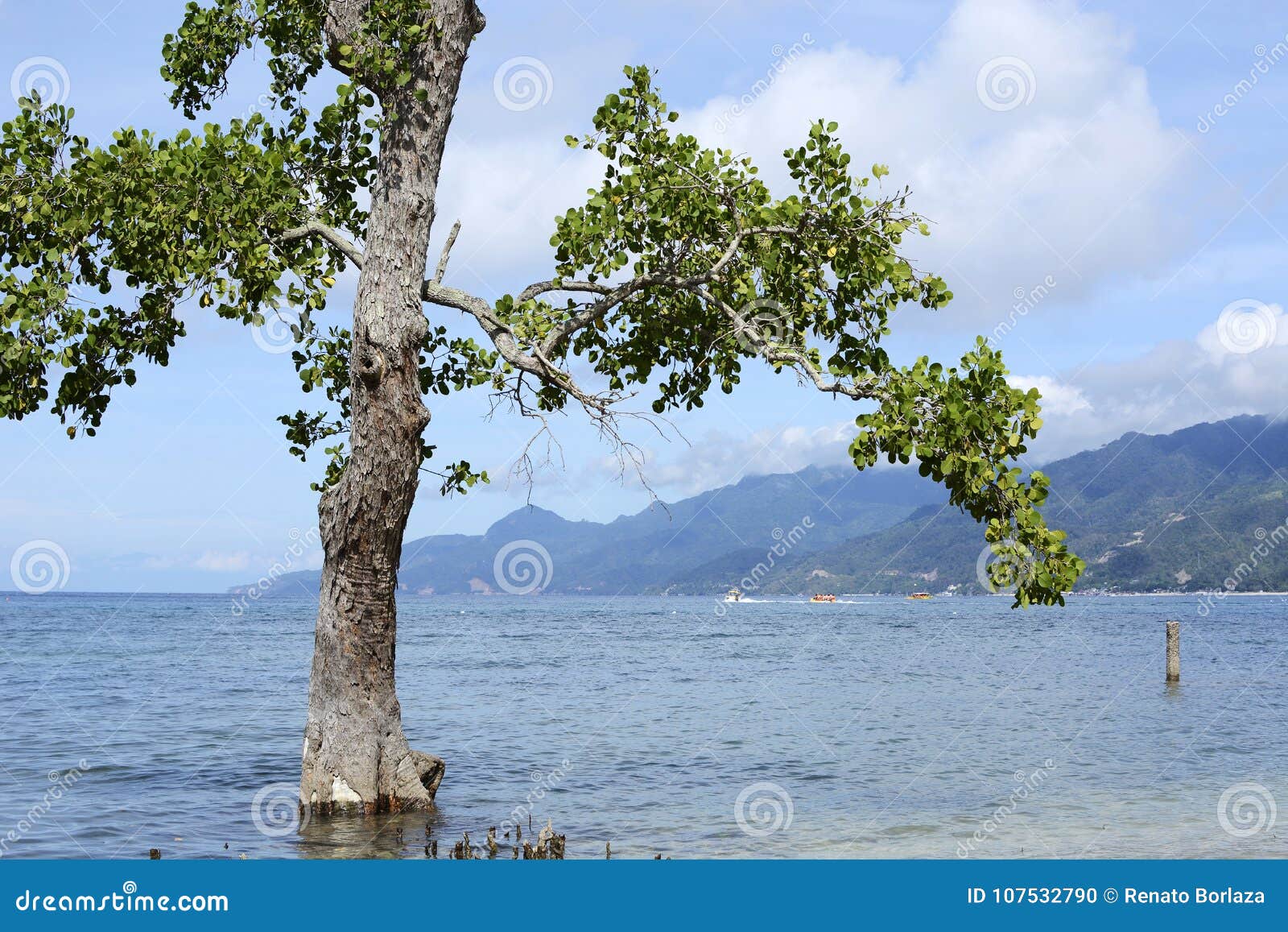 mangrove tree naturally grow on white sand beach