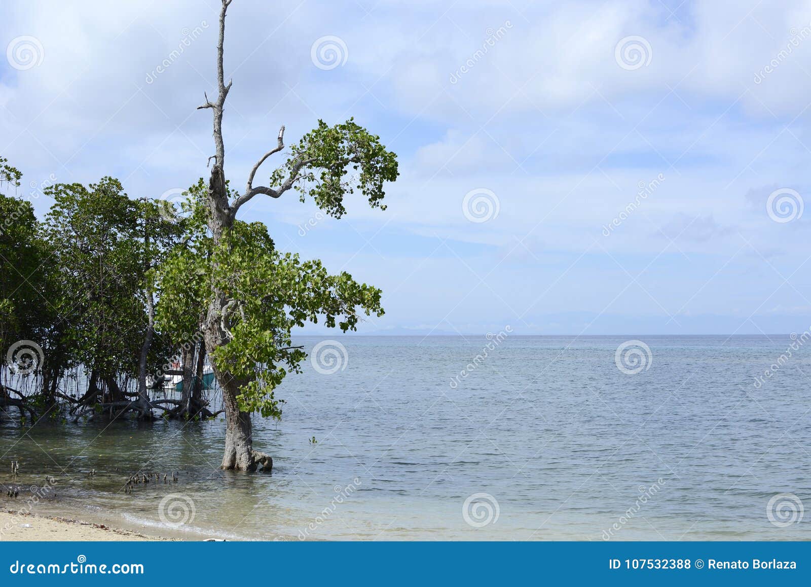 mangrove tree naturally grow on white sand beach