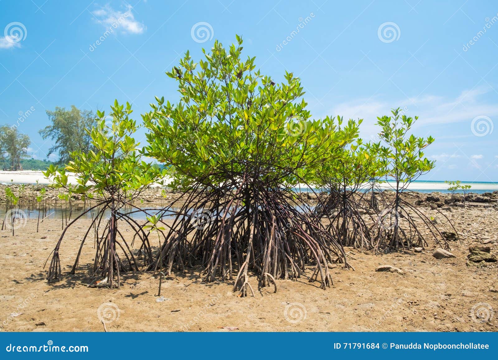 Mangrove Tree at the Shore Sea Beach Stock Photo Image of branch