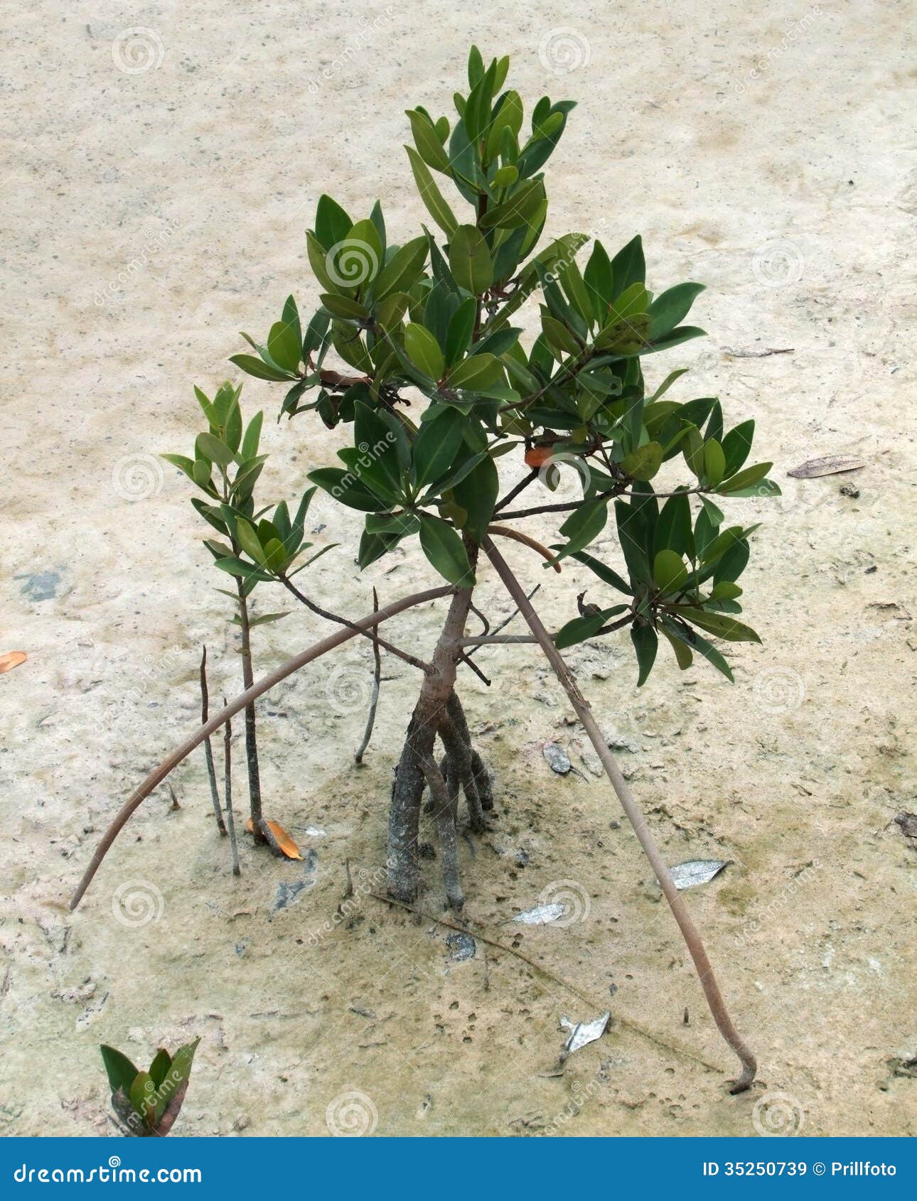 Mangrove tree stock image. Image of coastal, shrub, wood 35250739