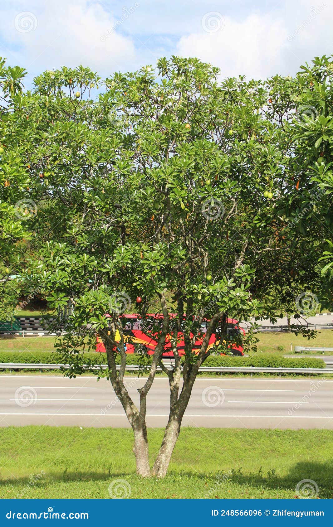 Mangrove trees in Malaysia stock photo. Image of plumeria 248566096