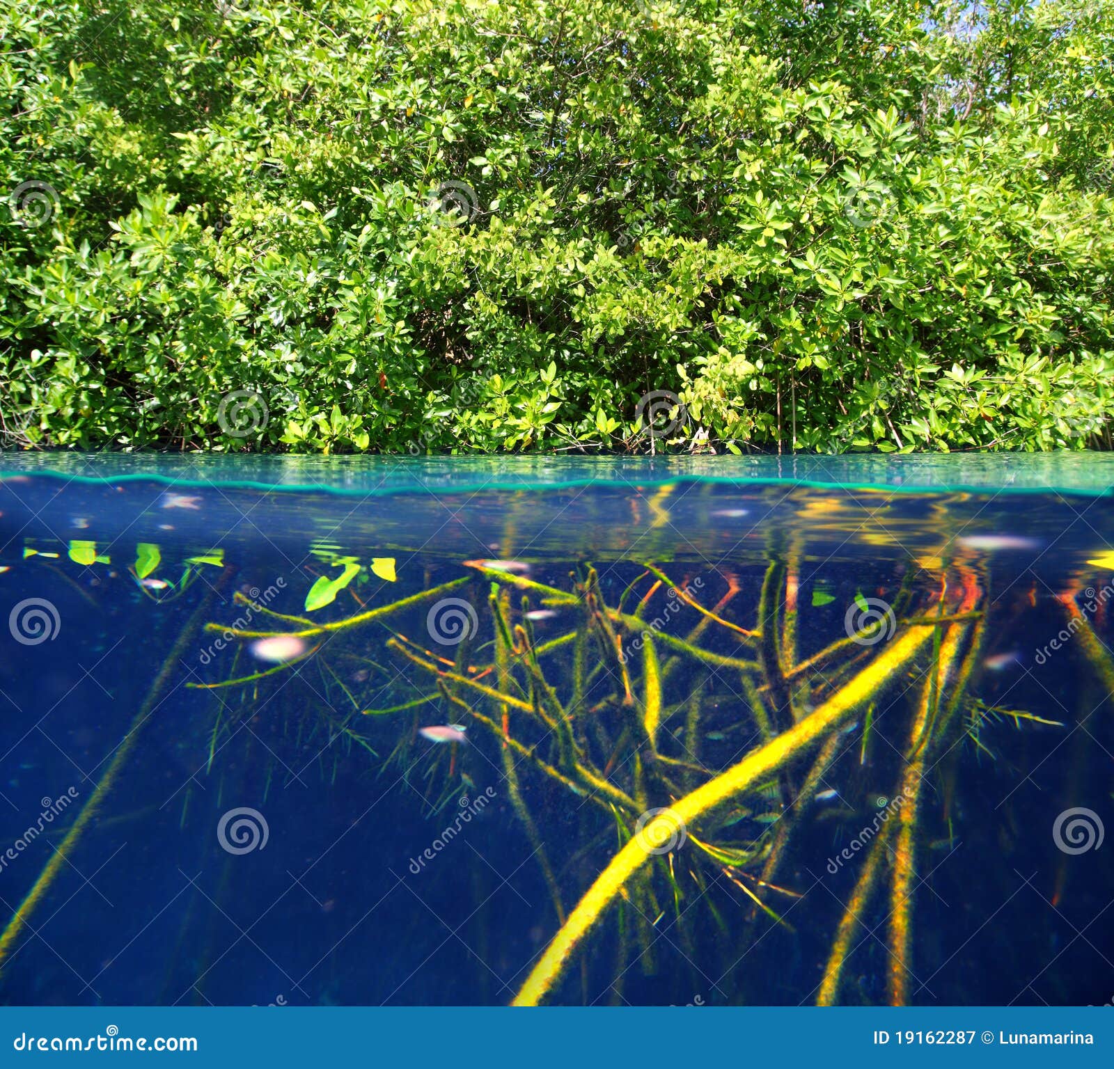 mangrove up down waterline real ecosystem