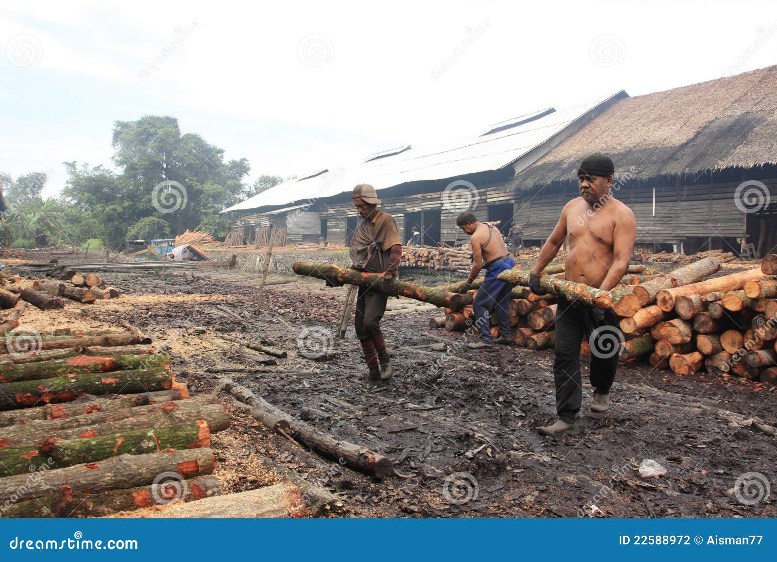 Mangrove Wood Charcoal Worker Editorial Photography Image of build