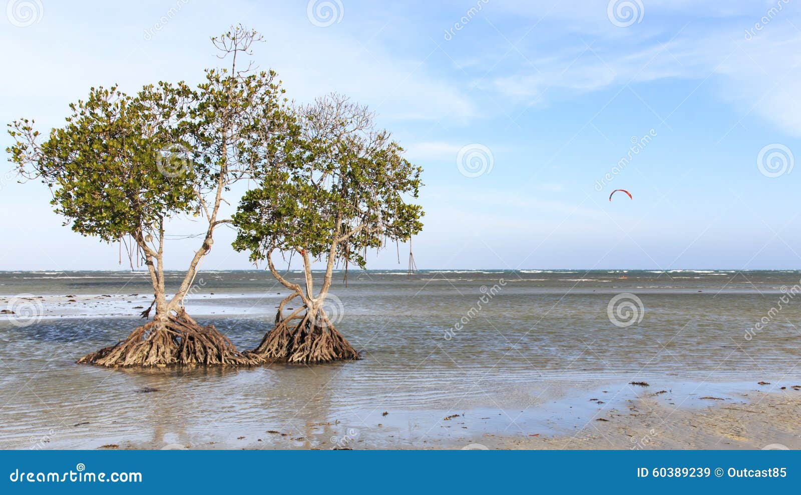 mangroves on a beach of puerto princesa, palawan in the philippines