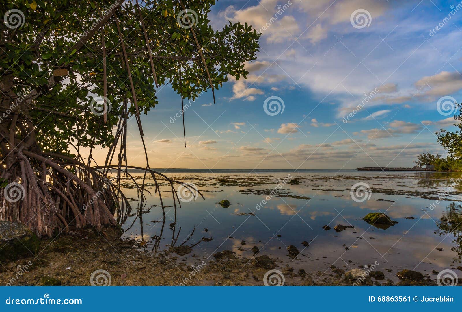 mangroves drip into water off key largo, florida near sunset