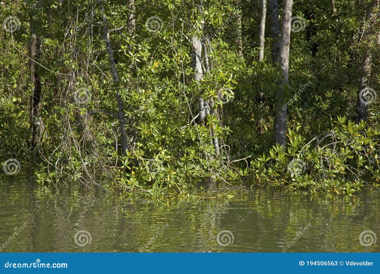 mangroves near sierpe in costa rica