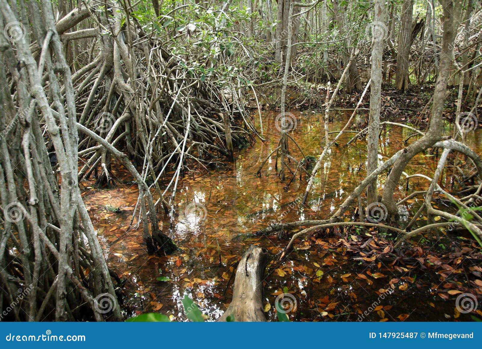 mangroves in progreso