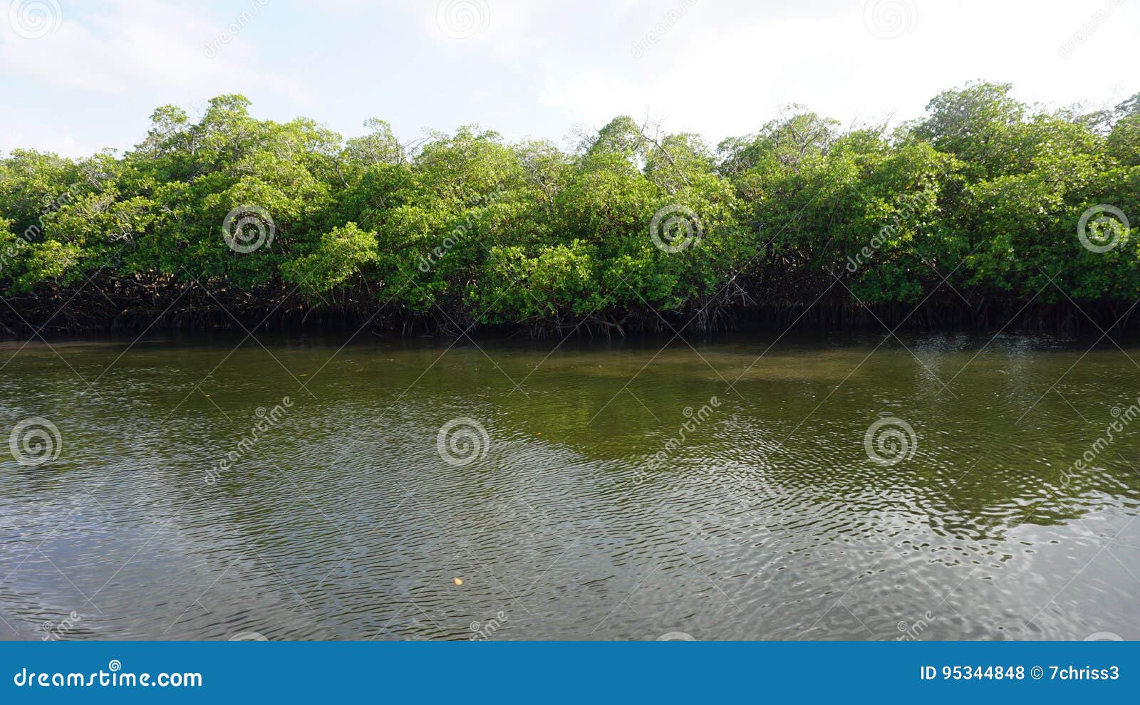 mangroves at punta rusia