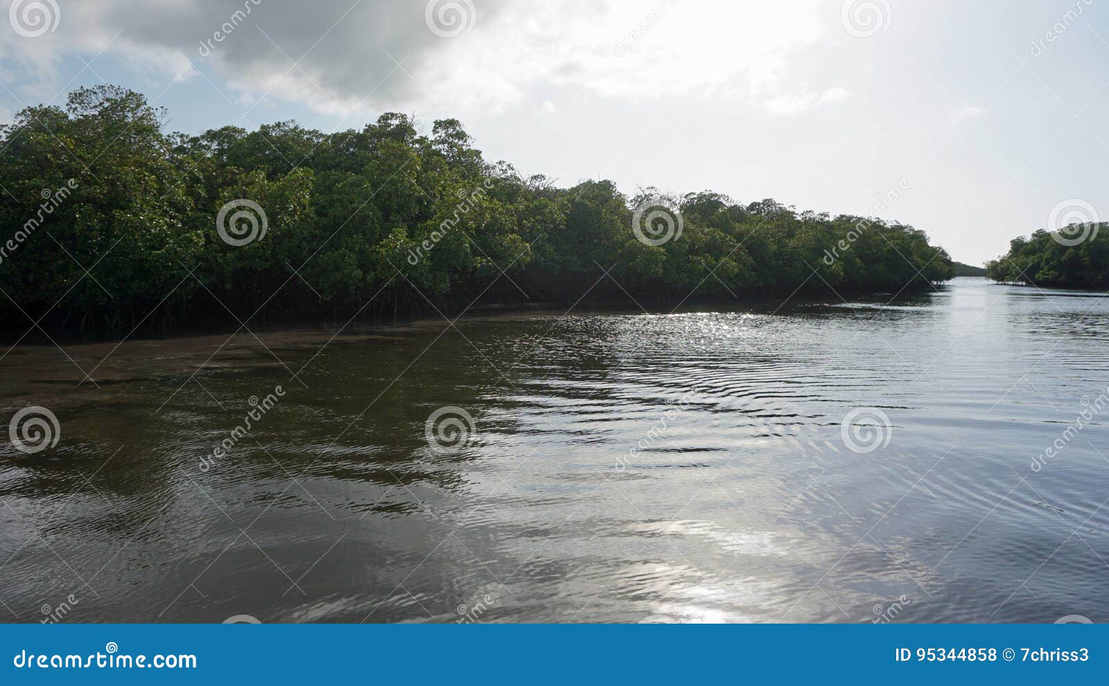 mangroves at punta rusia