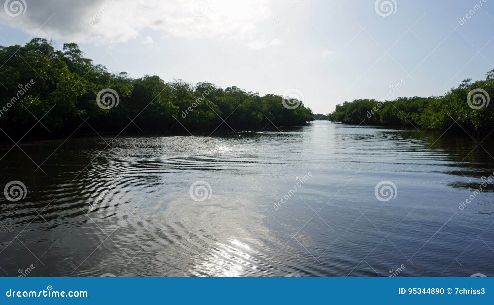 mangroves at punta rusia