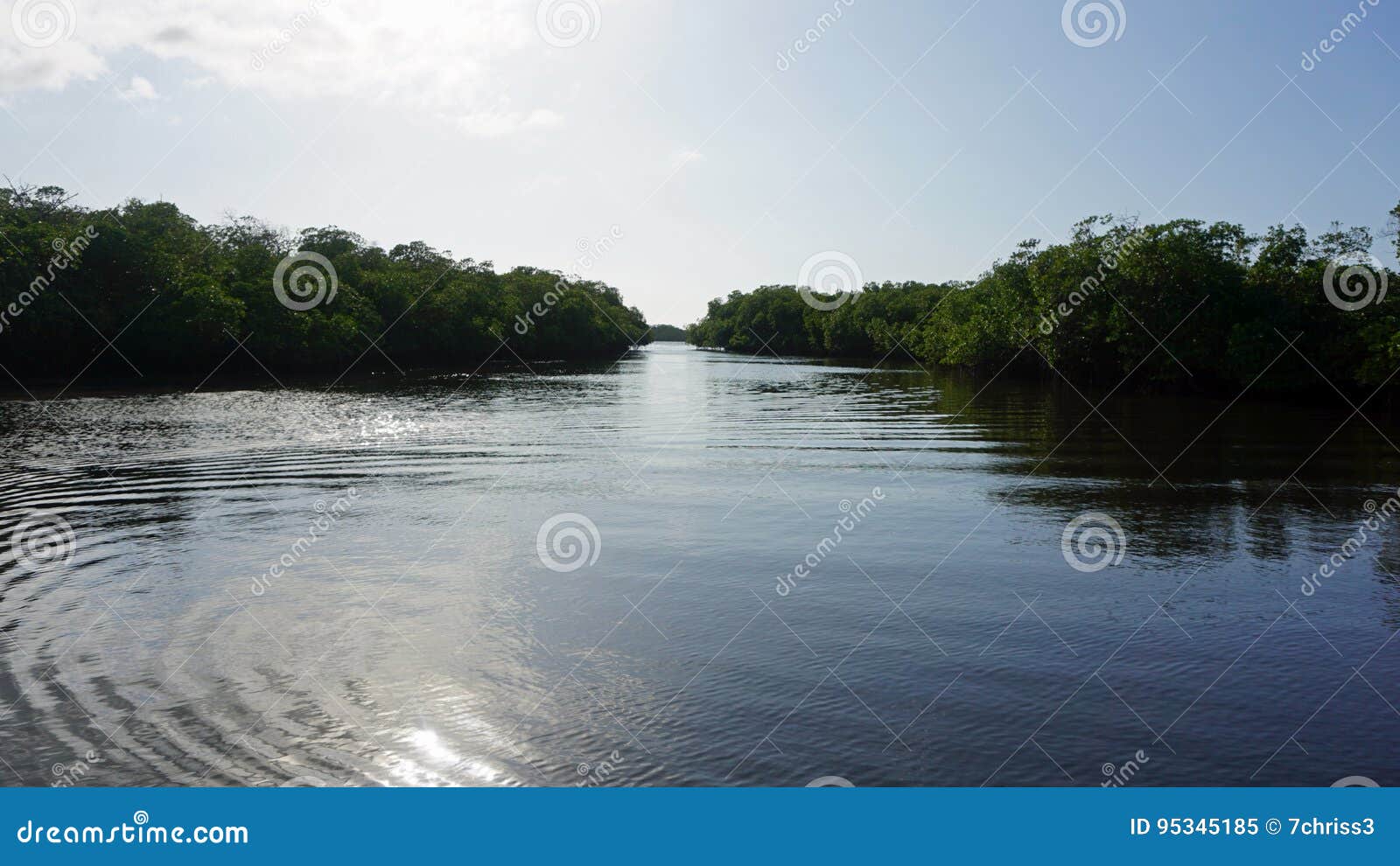 mangroves at punta rusia