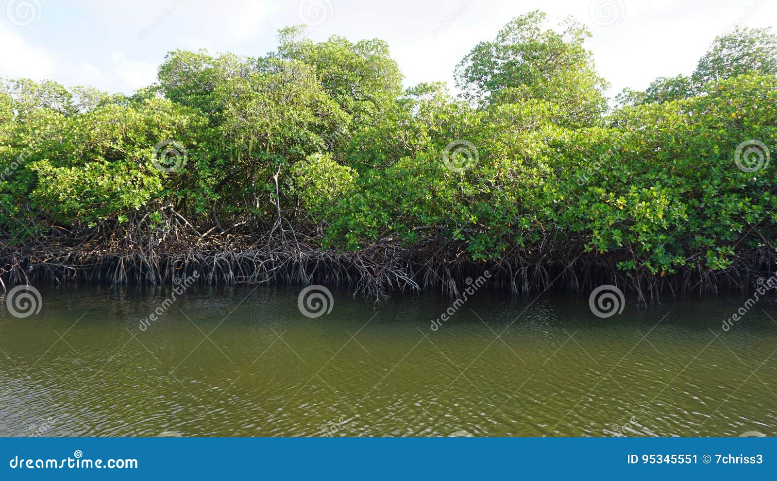 mangroves at punta rusia