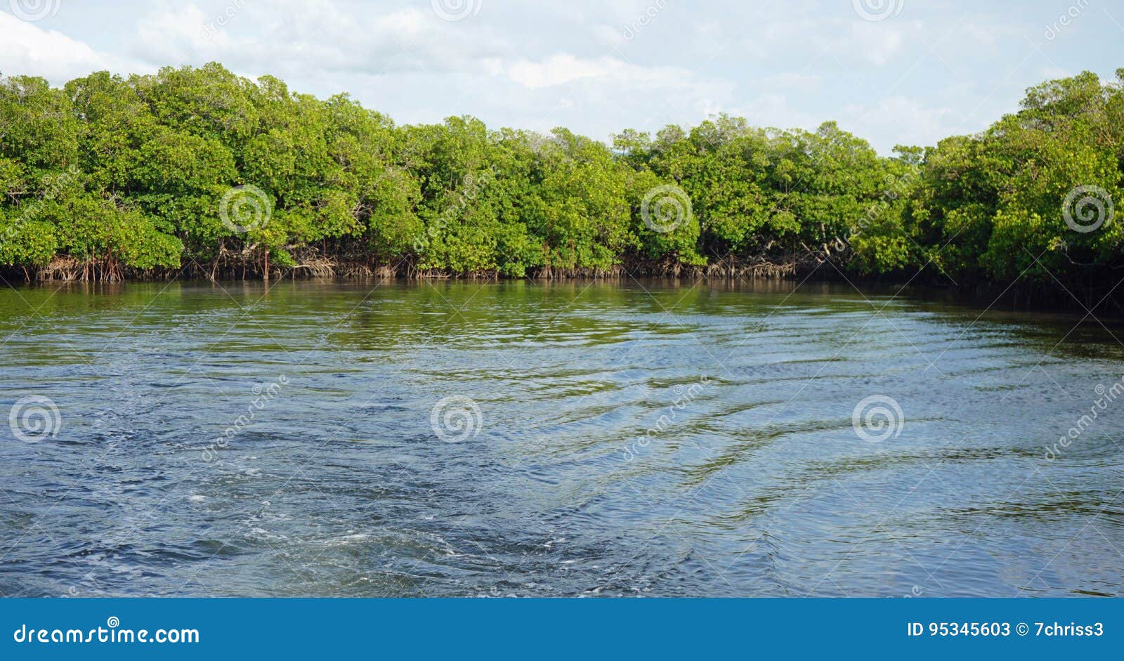 mangroves at punta rusia