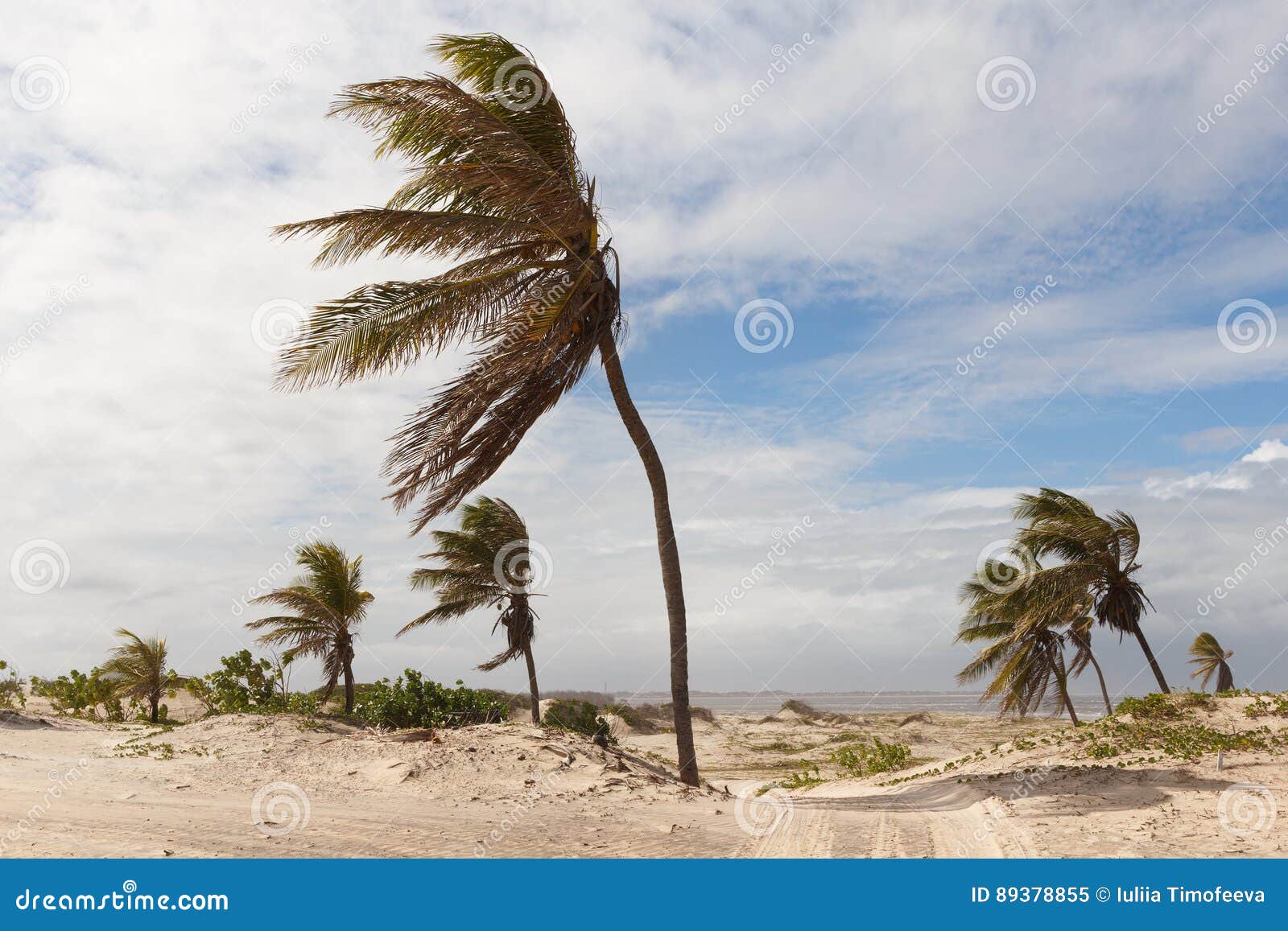 mangue seco, jandaÃÂ­ra, bahia, brazil