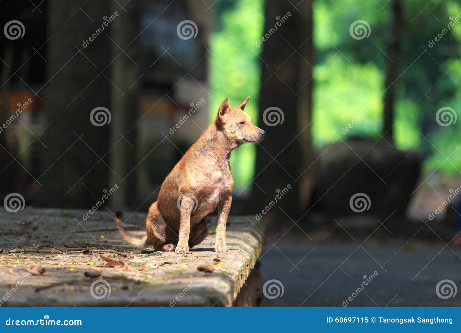 Mangy dog stock image. Image of male, mangy, floor, sitting 60697115