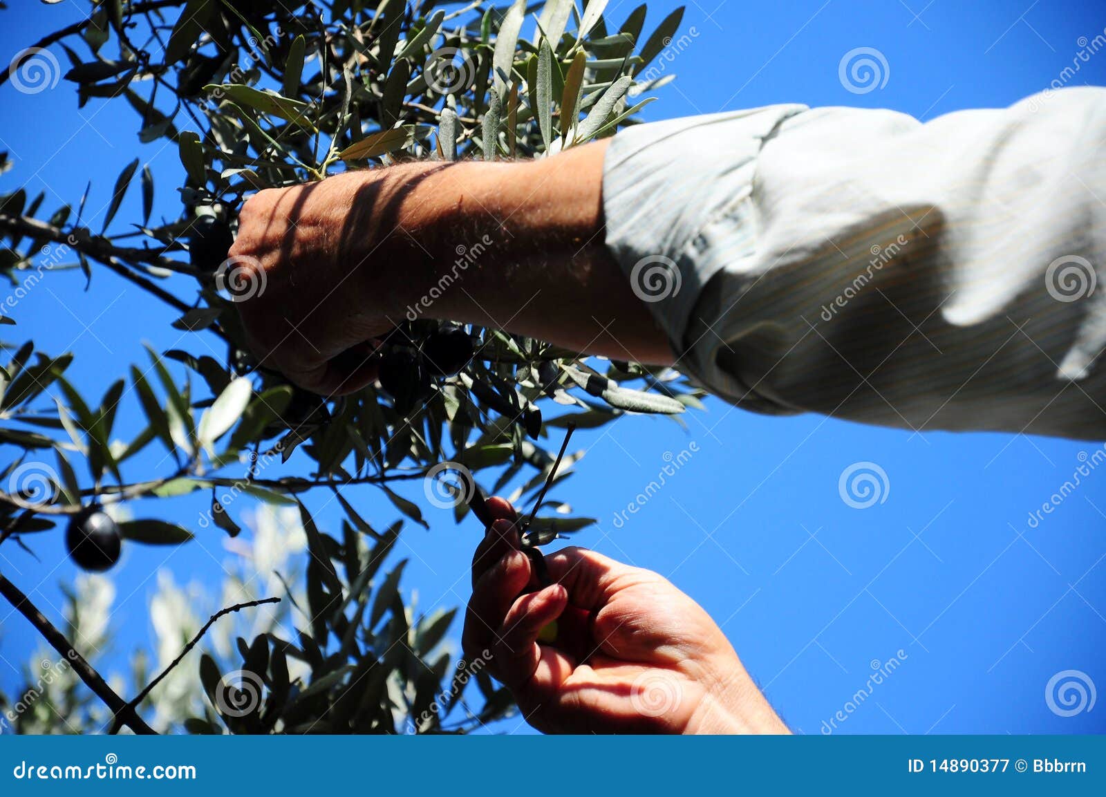 Mani che selezionano le olive dall'albero