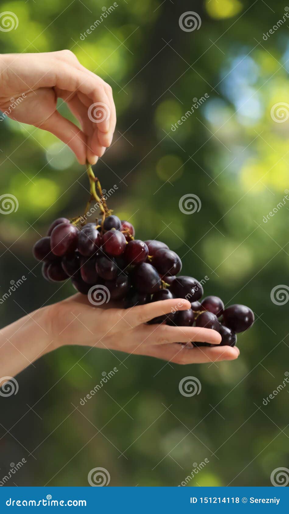 Si Fa Solo Con L uva Mani Femminili Con L'uva Nera Succosa Su Fondo Vago Fotografia Stock