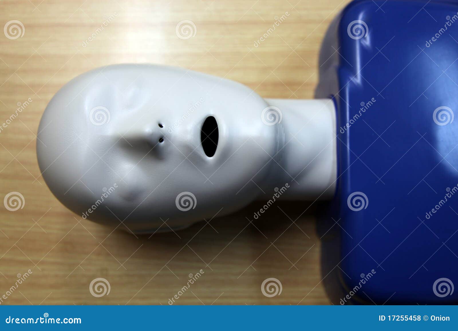 Testa Manichino Per Toelettatura Cani - Modello Bichon Frise, Per Pratica E Montaggio Parrucche - Foto 9