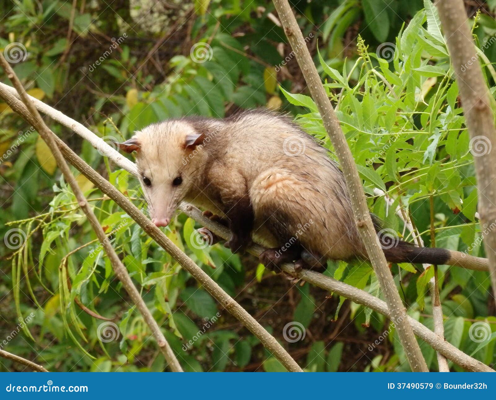 manicou tropics clinging flimsy branch belmont house bequia 37490579