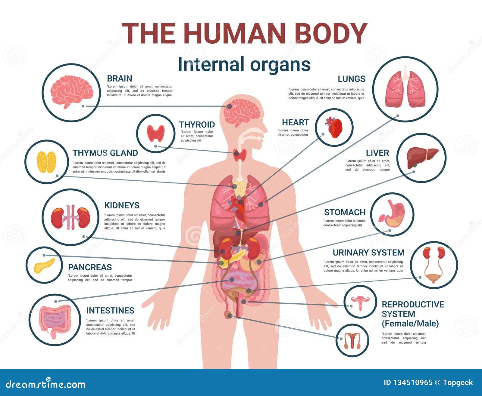 Manifesto Di Informazioni Degli Organi Interni E Delle Parti Del Corpo Umano Illustrazione Vettoriale Illustrazione Di Polmone Corpo