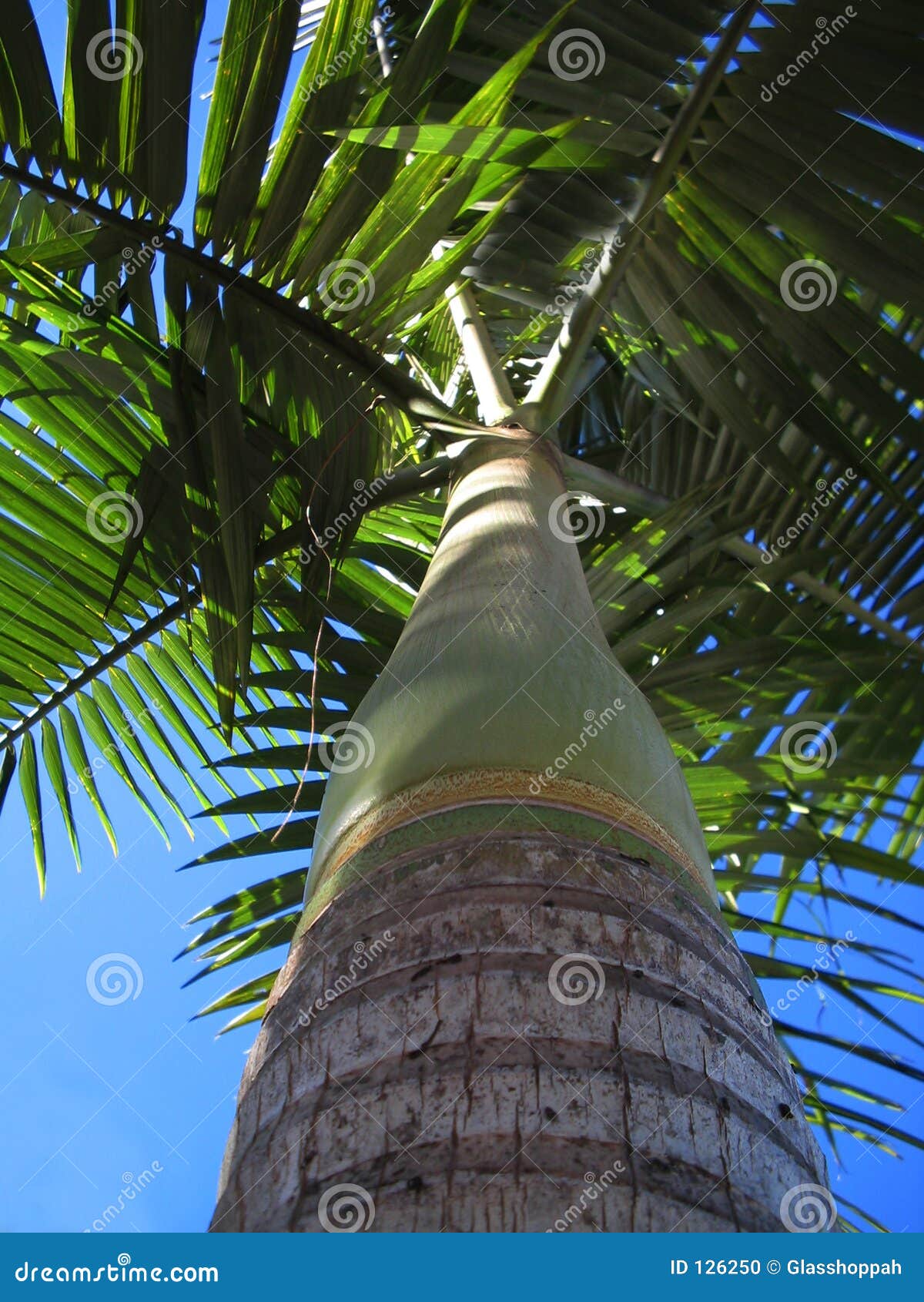 Manila Palm: Bottom s Up! stock photo. Image of exotic - 126250